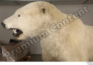 Polar bear head 0006.jpg